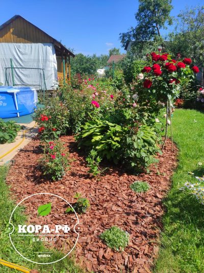 КОРА СИБИРСКОЙ ЛИСТВЕННИЦЫ